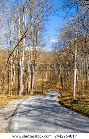 A lane winding through the deciduous forest in early spring. An alley through the leafless forest in the resort of Sovata - Romania