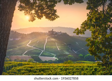 Langhe vineyards, Castiglione Falletto village and a tree as a frame at sunset. Unesco Site, Piedmont, Northern Italy Europe.