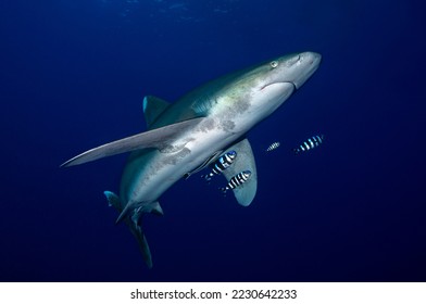 Langimanus ocean whitetip shark with pilot fish in the deep, Daedalus reef, Red Sea, Egypt. - Shutterstock ID 2230642233