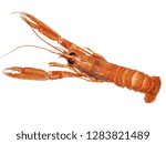 Langoustine ,Nephrops norvegicus, Dublin Bay Prawn or Norway Lobster isolated on a white background