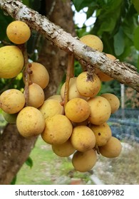 Langsat Is A Species Of Tree In The Mahogany Family With Commercially Cultivated Edible Fruits