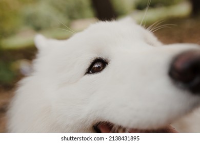 The language of the Samoyed dog. funny dog. dog eye