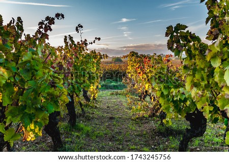 Languedoc-Roussillon vineyard in autumn at sunset