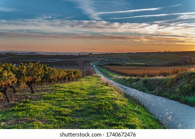 Languedoc-Roussillon vineyard crossed by small road at sunset