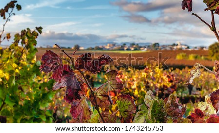 Languedoc-Roussillon vineyard iin autumn at sunset