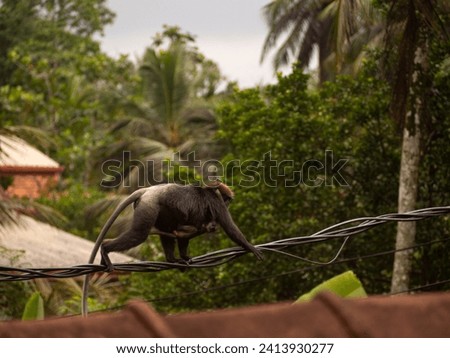 langur with a child. tropical monkeys. tropical landscape, trees, palms, animals. monkey on wires