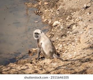 A langur monkey sits on the edge of a lake in the wild jungle of India - Powered by Shutterstock