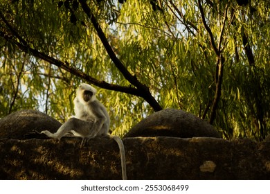 A langur monkey sitting on a stone wall, framed by lush green foliage, bathed in soft golden light. The relaxed pose of the monkey contrasts beautifully with the natural setting. - Powered by Shutterstock