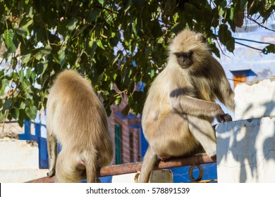 A langur monkey in a tree in Jodhpur, India