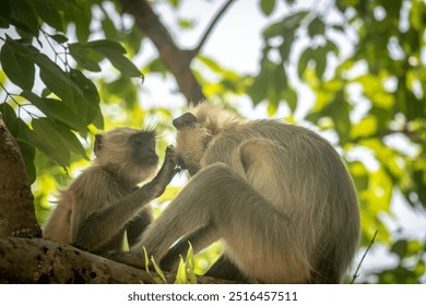 Langur monkeys grooming each other in a tree in the Indian jungle - Powered by Shutterstock