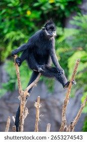 The François' langur (Trachypithecus francoisi) is a medium-sized primate with black, silky hair. 
It has very distinct white sideburns that grow down from its ears to the corners of its cheeks.