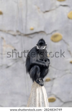 The François' langur (Trachypithecus francoisi) is a medium-sized primate with black, silky hair. 
It has very distinct white sideburns that grow down from its ears to the corners of its cheeks.