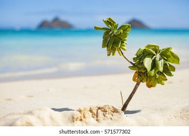 Lanikai Beach