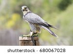 lanner falcon