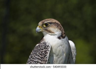 Lanner Falcon