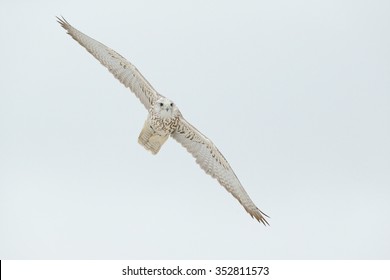 Lanner Falcon, Bird Of Prey With Snowflakes In Cold Winter, Snow In The Forest, Animal In The Nature Habitat, France.