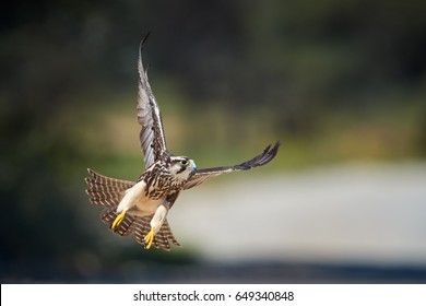 Lanner falcon, Falco biarmicus, bird of prey from Kgalagadi, flying from direct view against blurred background. Close up Kalahari raptor. Kgalagadi transfrontier park, Botswana - Powered by Shutterstock