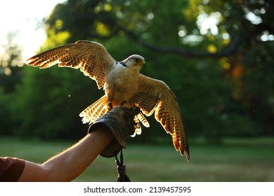 The lanner falcon (Falco biarmicus) in people care. The lanner falcon on the mans hand. Green background. - Powered by Shutterstock