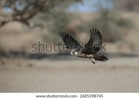 Lanner falcon in flight while it hunts other birds in the morning
