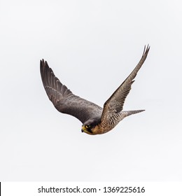 Lanner falcon with wings raised. A picture of a sleek lanner falcon in flight.