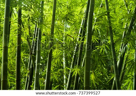 Lanscape of bamboo tree in tropical rainforest, Malaysia