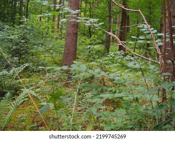 Lanscape Of A Deep Green Forest