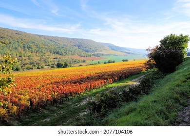 Lanscape Of Haute Côtes De Nuits Vines In Côte D'Or (Golden Coast) -Burgundy In Autumn 