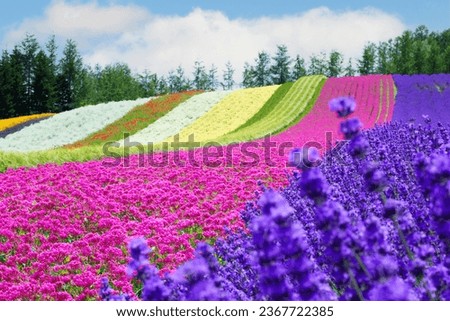The lanscape of the rainbow Flower Field (in the time of full blooming of Larvender) in Tomita farm, Furano city, Hokkaido prefecture, Japan