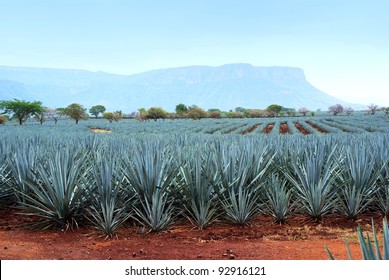 Lanscape tequila mexico