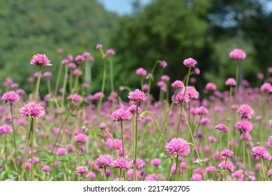 Lanscape View In The Garden In Khaoyai, Nakhonratchasima, Focus In Some Flower In The Plane