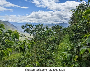 Lansdscape Of A Coffee Field Plantation In Ecuadorian Andes