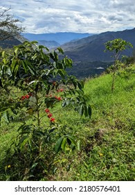 Lansdscape Of A Coffee Field Plantation In Ecuadorian Andes