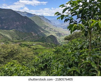Lansdscape Of A Coffee Field Plantation In Ecuadorian Andes