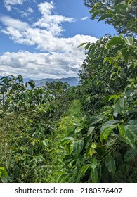 Lansdscape Of A Coffee Field Plantation In Ecuadorian Andes