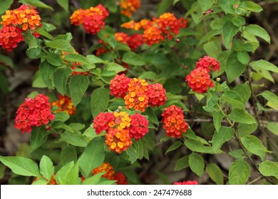 Lantana Camara