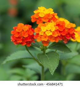 Lantana Camara