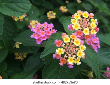 Lantana Camara 