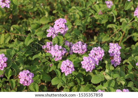 Similar – Image, Stock Photo Lavender bushes closeup on sunset. Sunset gleam over purple flowers of lavender. Bushes on the center of picture and sun light on the top left.