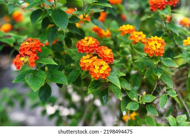 Lantana camara (common lantana) flowers growing in Nha Trang Vietnam - Shutterstock ID 2198494475