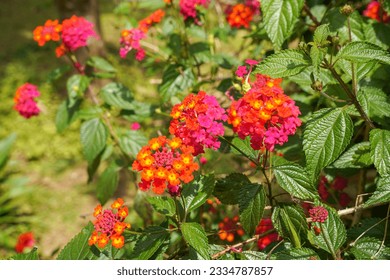 Lantana camara (common lantana) is a species of flowering plant within the verbena family (Verbenaceae), - Powered by Shutterstock