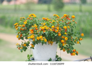 Lantana Camara Flower On Pot