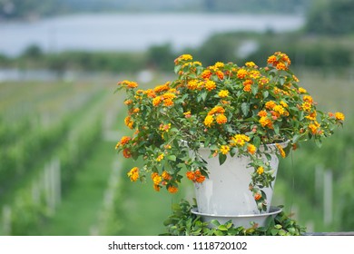 Lantana Camara Flower On Pot