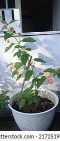 Lantana Camara Flower In White Pot

