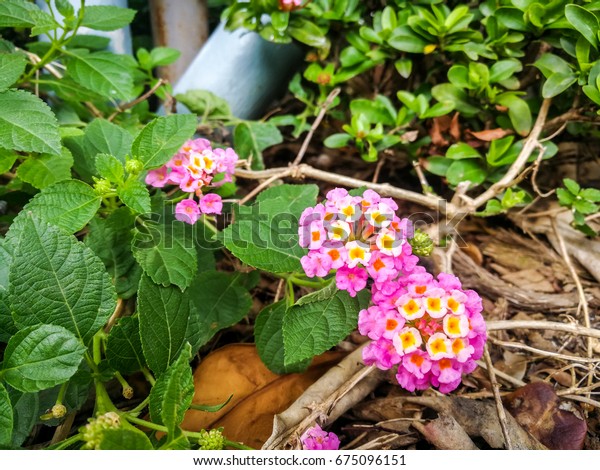 Lantana Camara Flowers Garden Stock Photo (Edit Now) 9