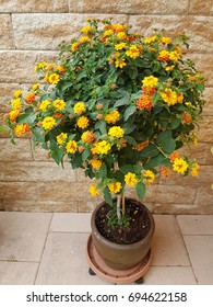 Lantana Camara Hybrids