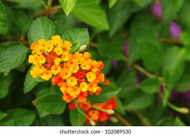 Lantana Camara, Linn