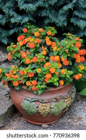 Lantana Camara Plant In Clay Pot On The Terrace