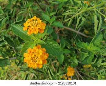 Lantana Camara Is A Species Of Flowering Plant Within The verbena family