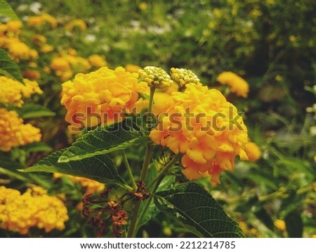 lantana flower images,lantana plant pics,green bright leaves,yellow flower plant,yellow flower plant india