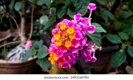 Lantana flowers bloom in purple and yellow against a background of green leaves - Powered by Shutterstock